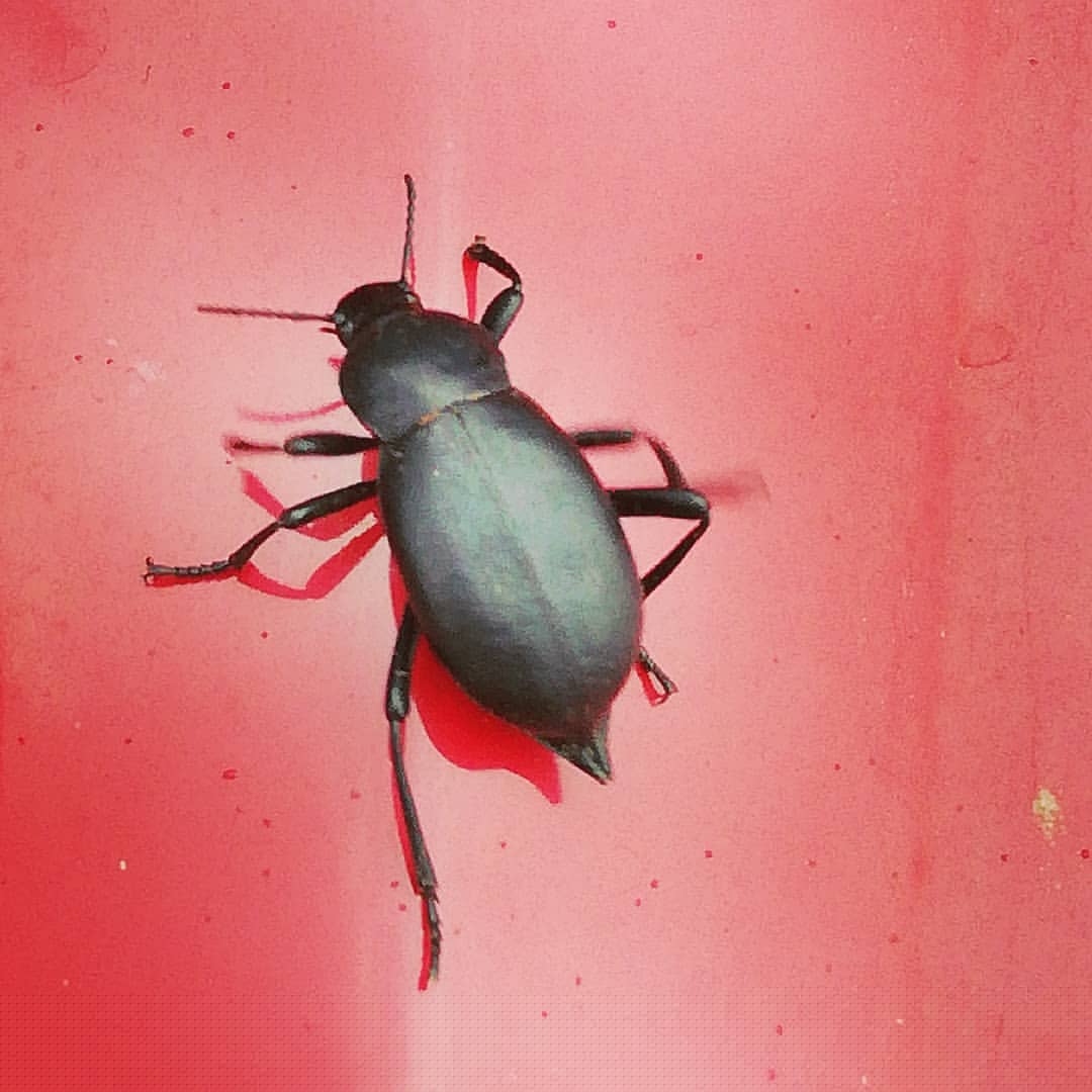 38815734 282669655878303 1948687131039760384 n